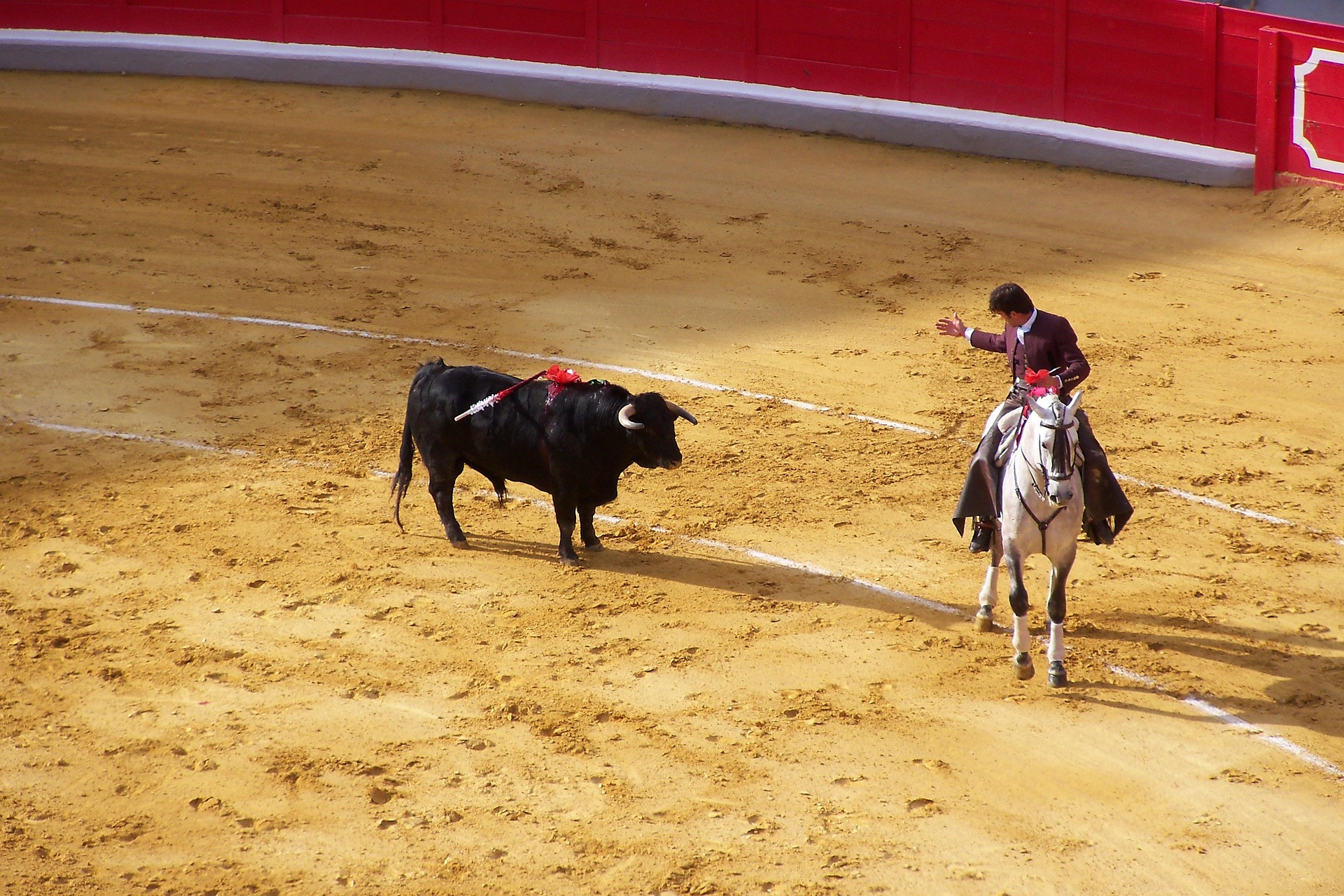 Seguro de Festejos Taurinos. Un Joven a caballo detiene al toro en una plaza abarrotada.