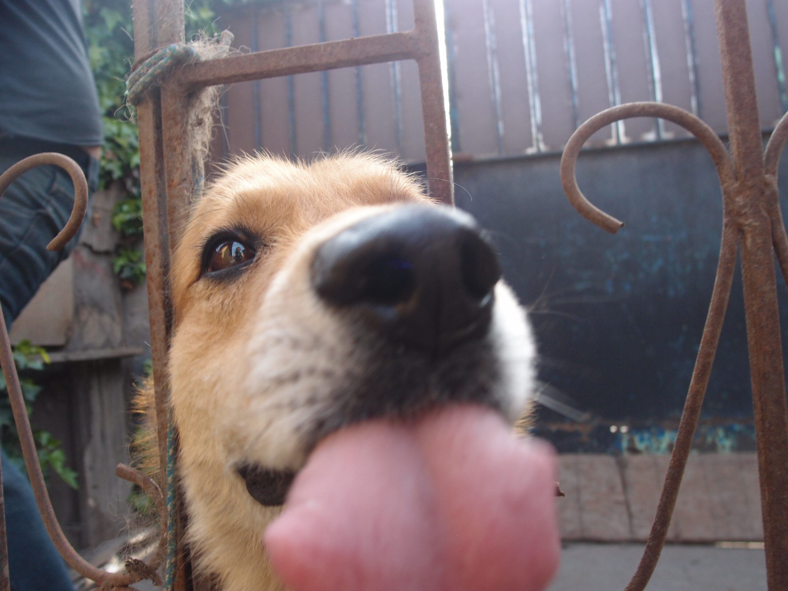 Un tierno perrito que nos saca su lengua.