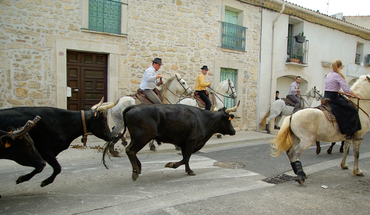 Unos jinetes a caballo llevan al toro negro corriendo por las calles.