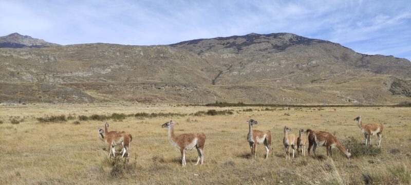 En la imagen se observan pastando una familia de guanacos pastando en el Parque Natural Patagonia Chile.