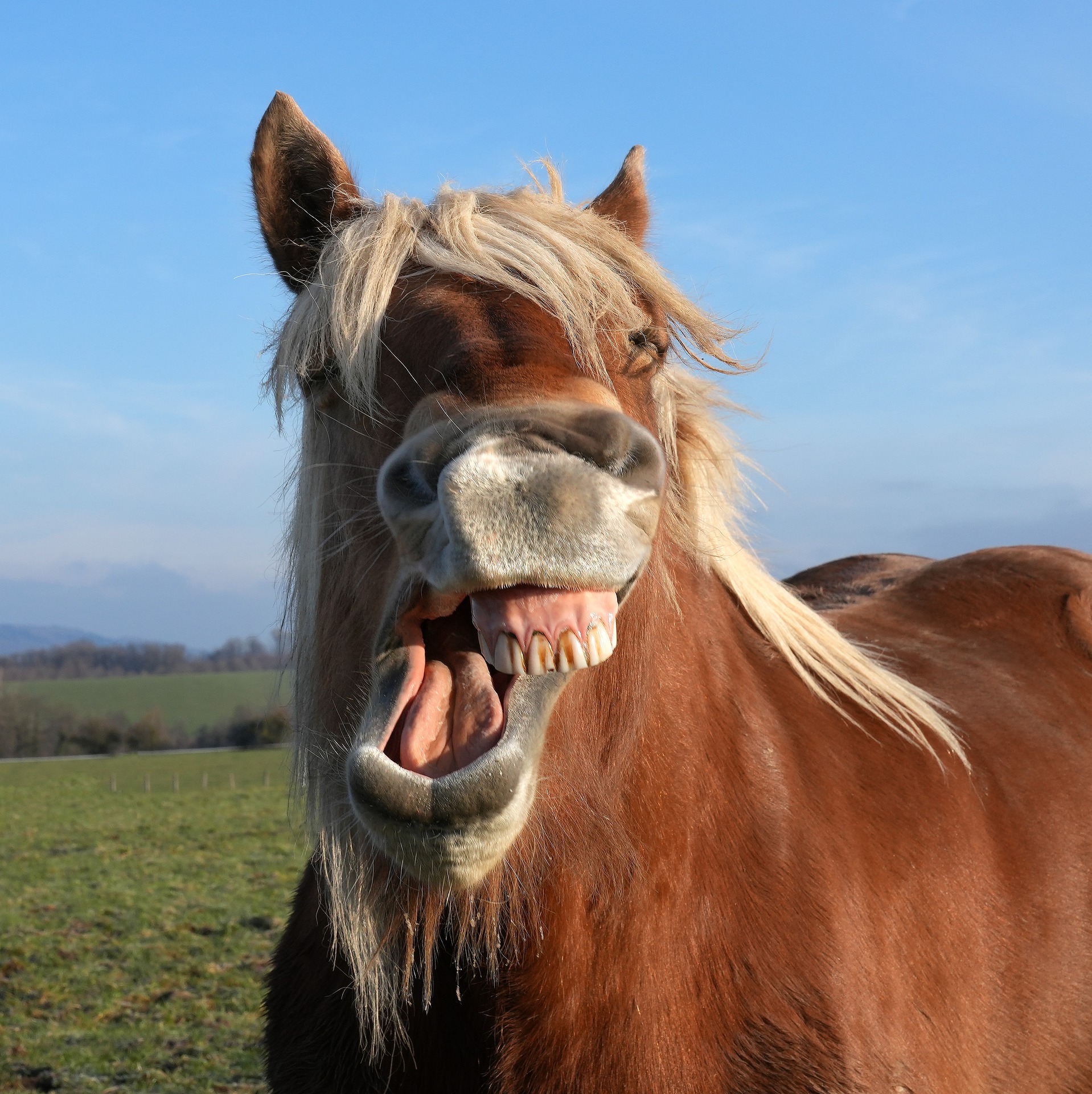 Un caballo sonríe a la cámara. Protege tu dentadura con un seguro dental para todas las edades.