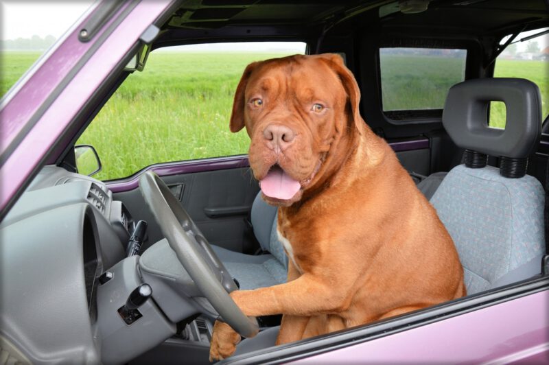 Un perro de la raza Dogo de Burdeos sentado en el asiento del conductor en un coche rojo. La nueva Ley de Bienestar Animal NO obliga a contratar el seguro de Responsabilidad Civil para perros por el momento.