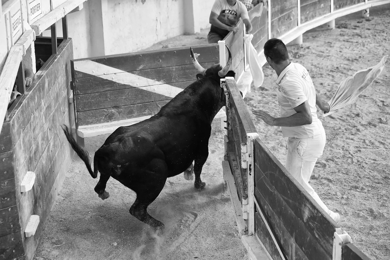 Seguro de Festejos Taurinos. Las novilladas y sueltas de vaquillas también pueden asegurarse.